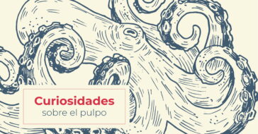 En este artículo encontrarás cómo es el pulpo y cuáles son sus características. Aprenderás más curiosidades sobre el pulpo que no sabías.