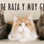 ¿Sabes cuál es el gato más grande del mundo? Conoce cuál es la raza de gatos grandes por excelencia. Descubre el ránking con los 5 más grandes actualmente.