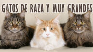 ¿Sabes cuál es el gato más grande del mundo? Conoce cuál es la raza de gatos grandes por excelencia. Descubre el ránking con los 5 más grandes actualmente.