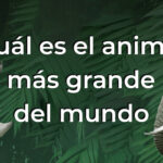 ¿Y si el animal más grande del Mundo no es la ballena? ¿Y si el animal más grande del Planeta no surfea los mares? ¿Cuántos animales grandes conoces?