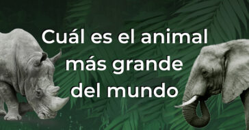 ¿Y si el animal más grande del Mundo no es la ballena? ¿Y si el animal más grande del Planeta no surfea los mares? ¿Cuántos animales grandes conoces?
