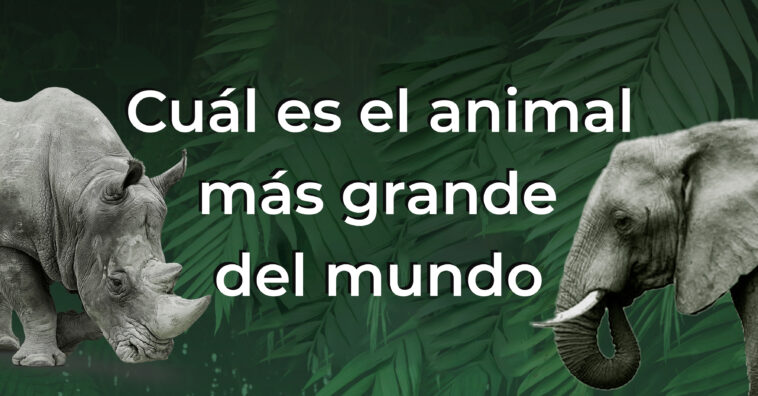 ¿Y si el animal más grande del Mundo no es la ballena? ¿Y si el animal más grande del Planeta no surfea los mares? ¿Cuántos animales grandes conoces?