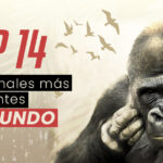 ¿Cuál es el animal más inteligente del mundo o el animal más listo del mundo? ¡Hay muchos! Los animales más inteligentes no son solo delfines o monos.