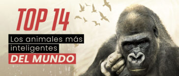 ¿Cuál es el animal más inteligente del mundo o el animal más listo del mundo? ¡Hay muchos! Los animales más inteligentes no son solo delfines o monos.