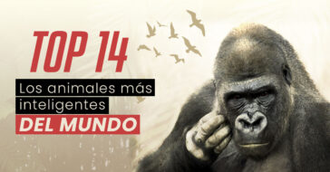 ¿Cuál es el animal más inteligente del mundo o el animal más listo del mundo? ¡Hay muchos! Los animales más inteligentes no son solo delfines o monos.