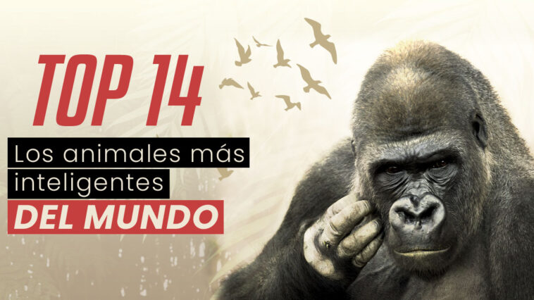¿Cuál es el animal más inteligente del mundo o el animal más listo del mundo? ¡Hay muchos! Los animales más inteligentes no son solo delfines o monos.