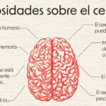 El cerebro humano es el super poder de cada persona. Hemos recogido algún que otro dato curioso sobre este pequeño órgano tan importante.