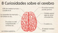 El cerebro humano es el super poder de cada persona. Hemos recogido algún que otro dato curioso sobre este pequeño órgano tan importante.