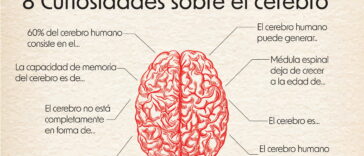 El cerebro humano es el super poder de cada persona. Hemos recogido algún que otro dato curioso sobre este pequeño órgano tan importante.