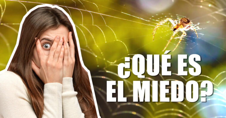 Saber detectar el miedo y actuar ante él no es fácil. ¿Qué es el miedo?. En este artículo veremos los distintos miedos y como actuar ante ellos.