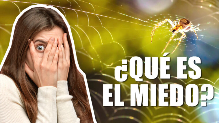 Saber detectar el miedo y actuar ante él no es fácil. ¿Qué es el miedo?. En este artículo veremos los distintos miedos y como actuar ante ellos.