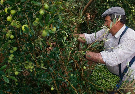 cómo se hace el aceite de oliva