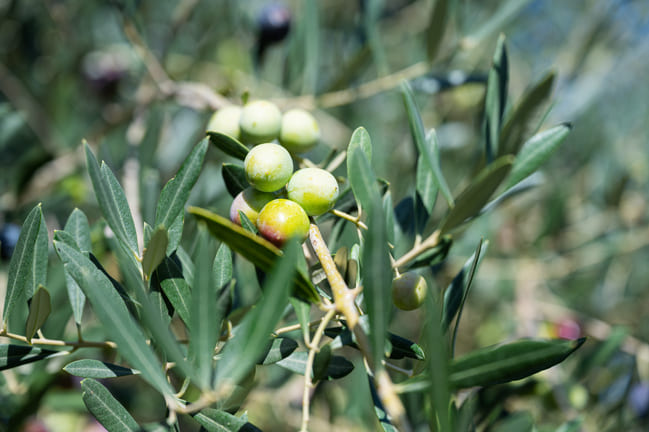 cómo se hace el aceite de oliva