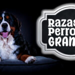 Existen muchas razas de perros grandes, pero te recomendamos ver nuestra lista. No los caninos más grandes son los más agresivos. Seguro que te va a gustar.