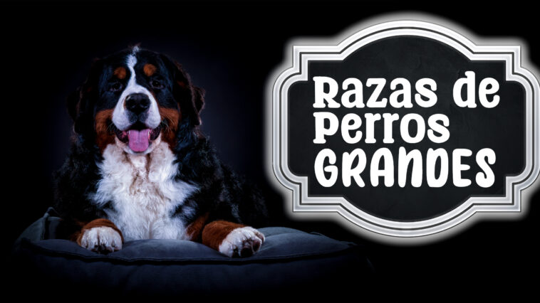 Existen muchas razas de perros grandes, pero te recomendamos ver nuestra lista. No los caninos más grandes son los más agresivos. Seguro que te va a gustar.